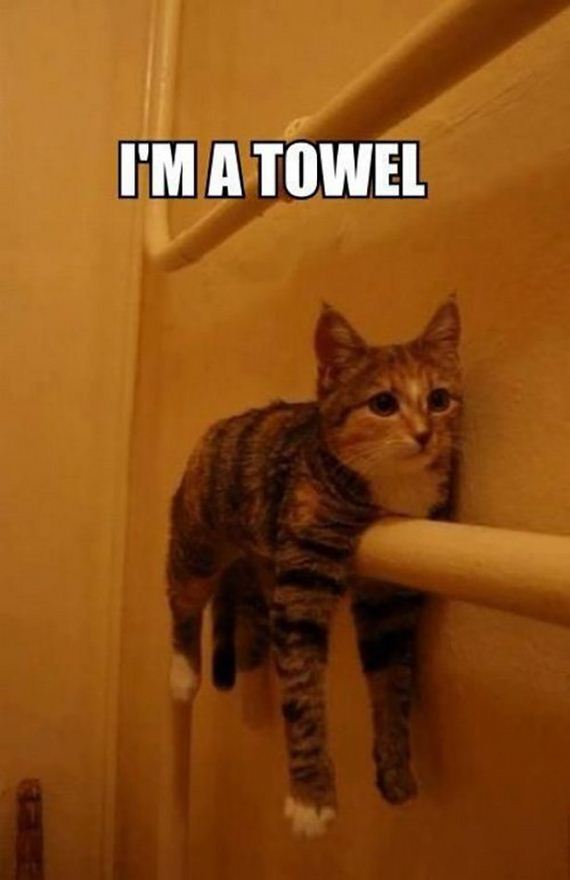 caturday