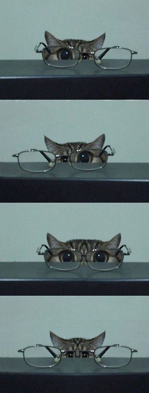 caturday
