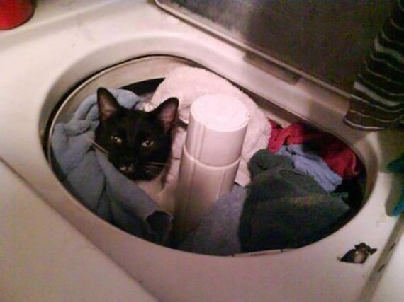 caturday