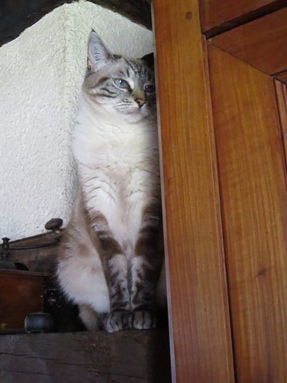 caturday