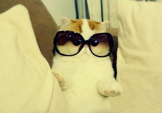caturday