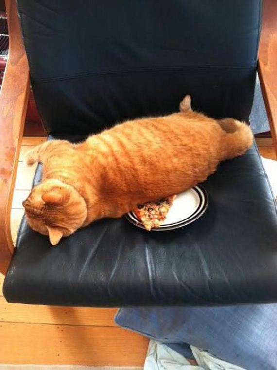 caturday