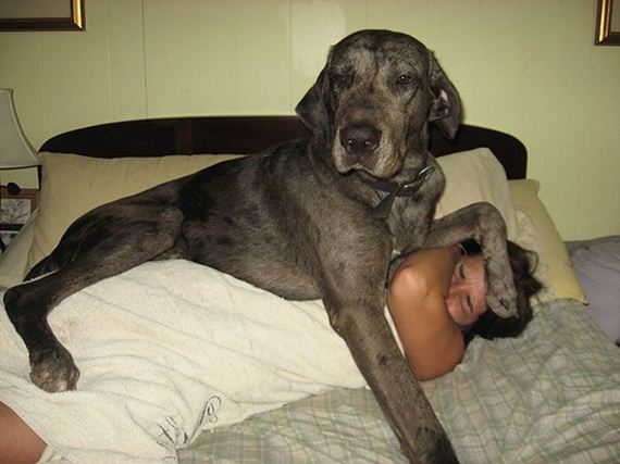 dogs_violate_personal_space