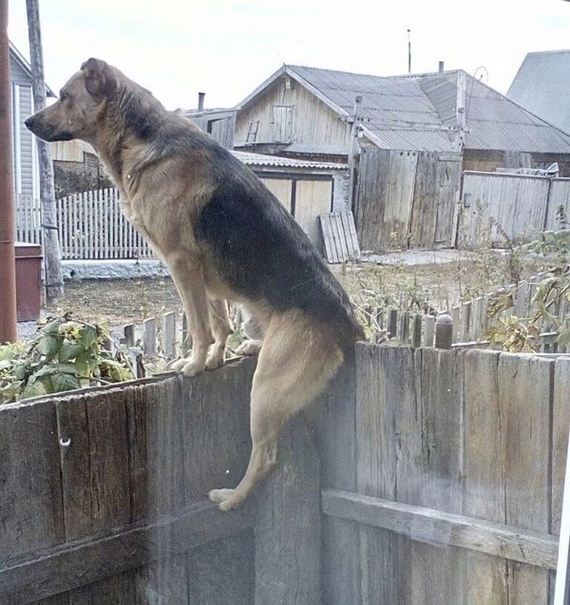 funny-pictures-1093