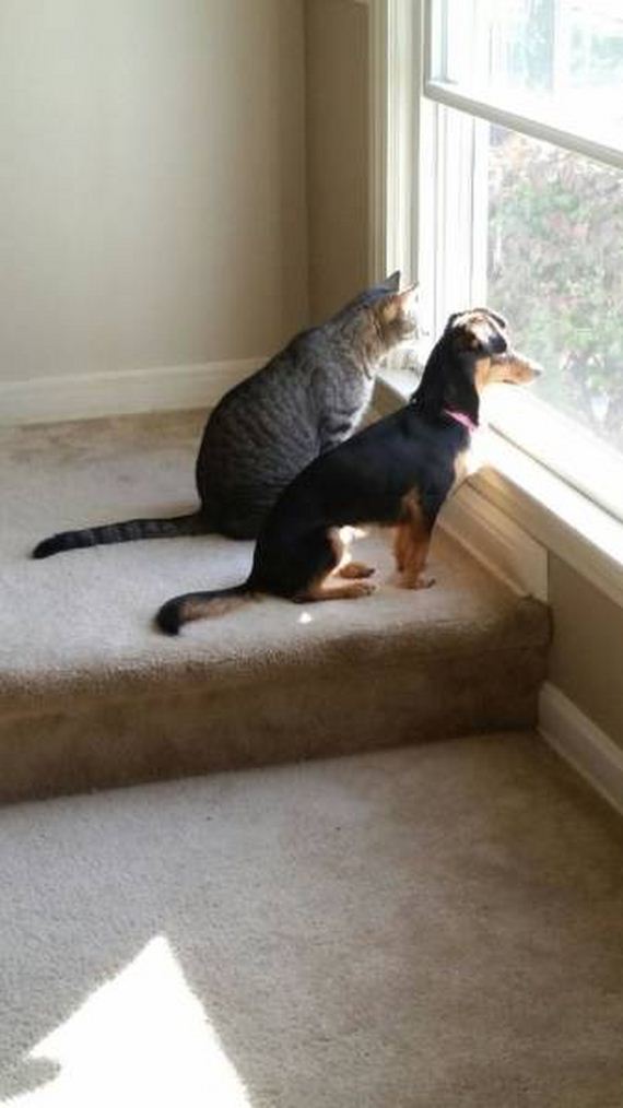 funny-pictures-1093