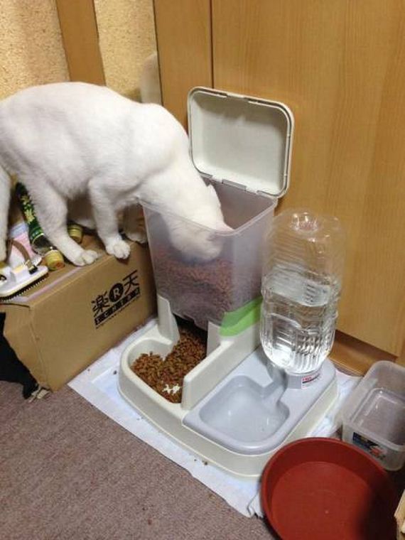 funny-pictures-1094