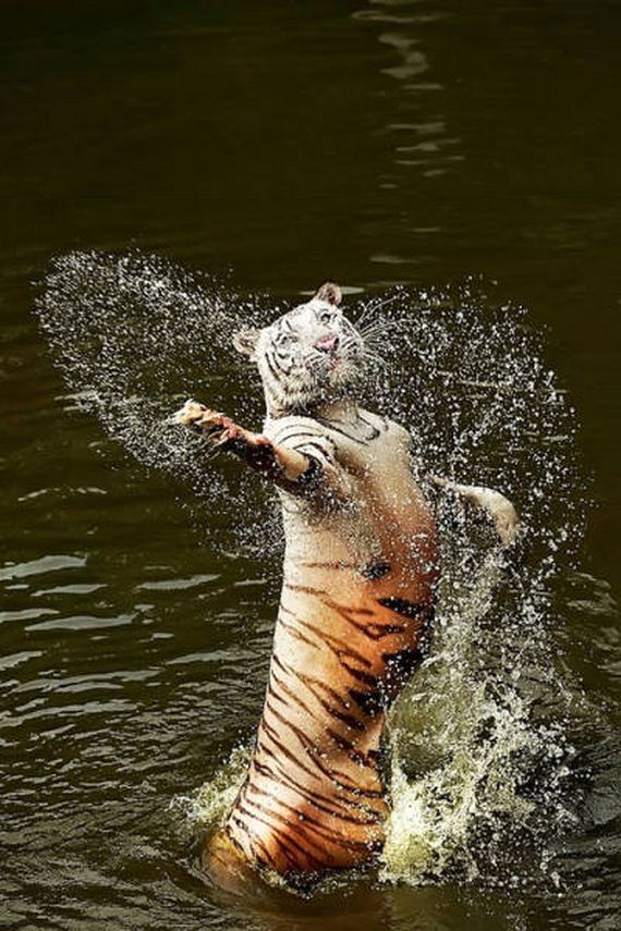 funny-pictures-1096