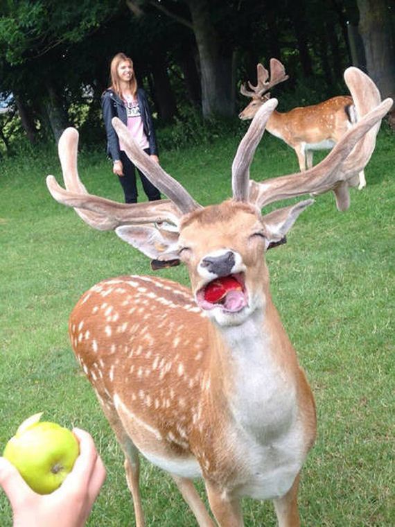 funny-pictures-1096