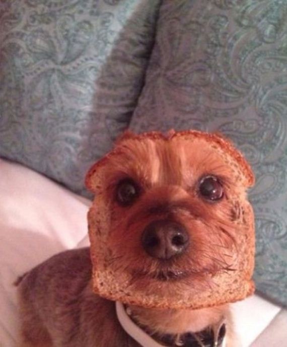 funny-pictures-1096