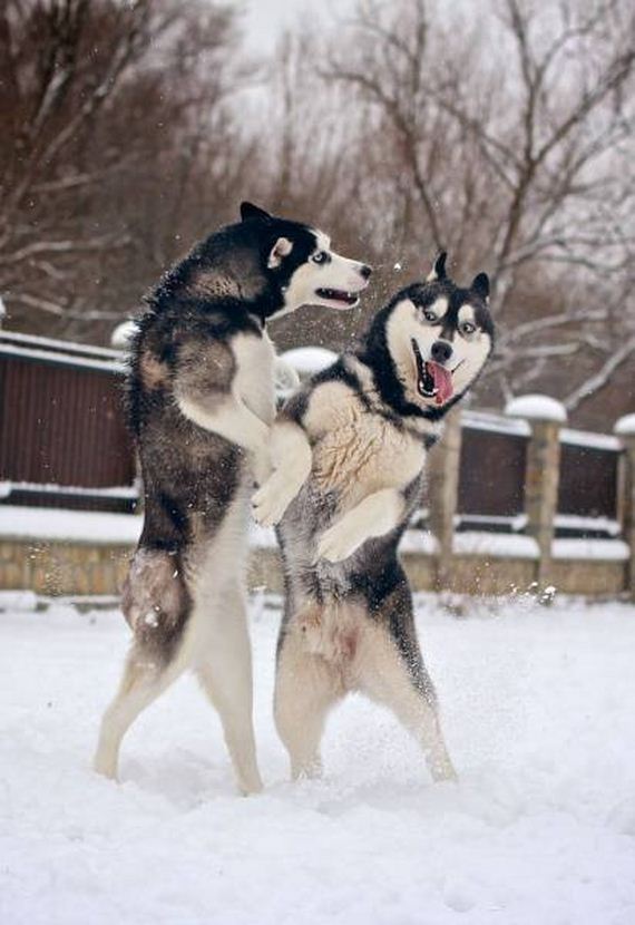 funny-pictures-1097