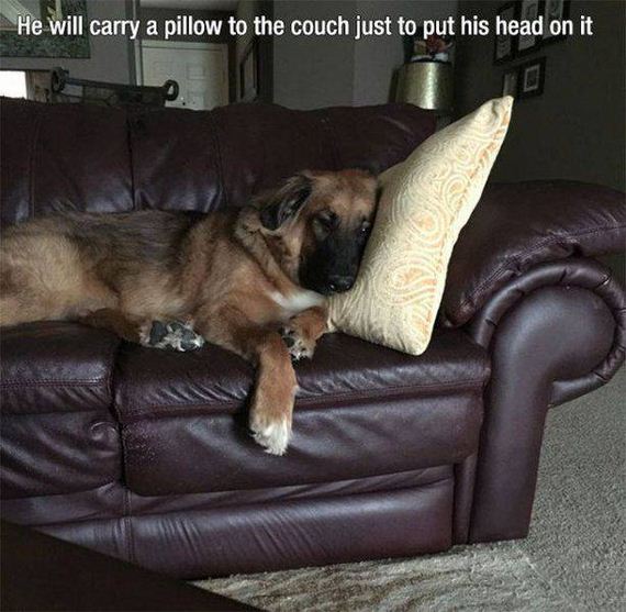 funny-pictures-1099