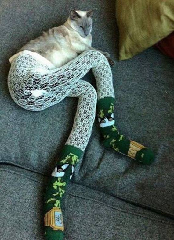 funny-pictures-1099