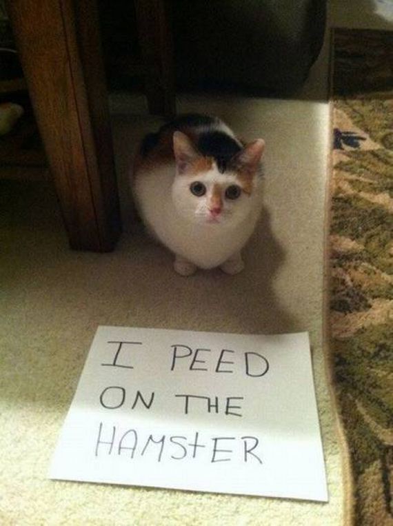 funny-pictures-1099