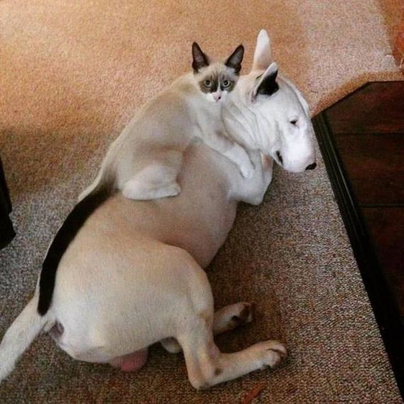 funny-pictures-1100