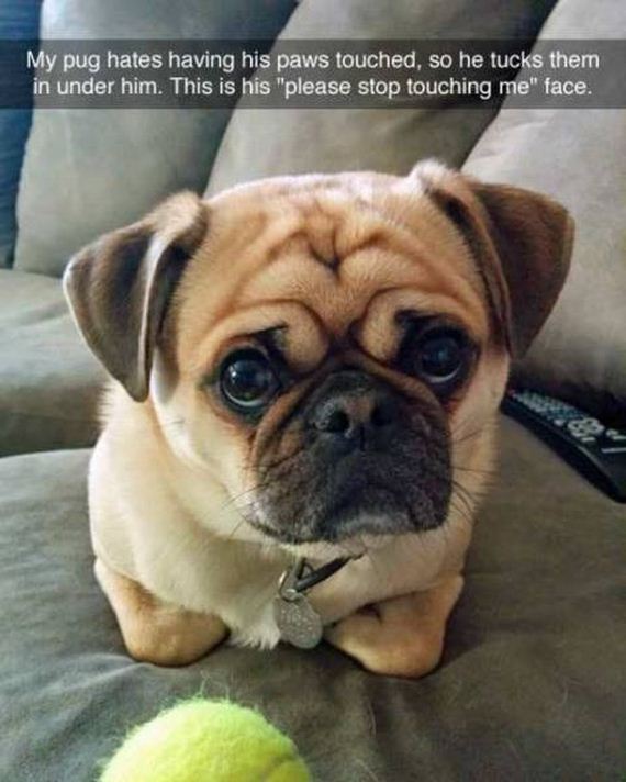 funny-pictures-1100