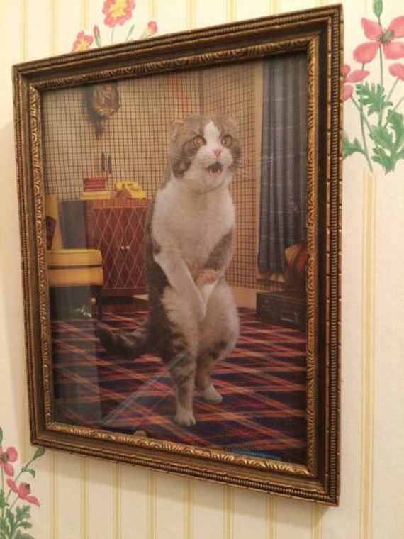 funny-pictures-1101