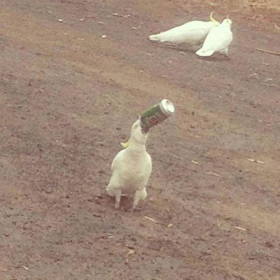 funny-pictures-1104