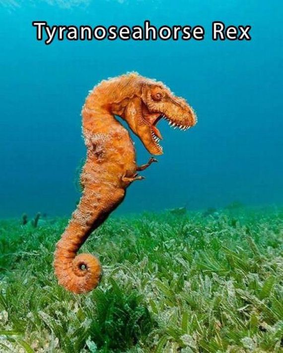 funny-pictures-1104
