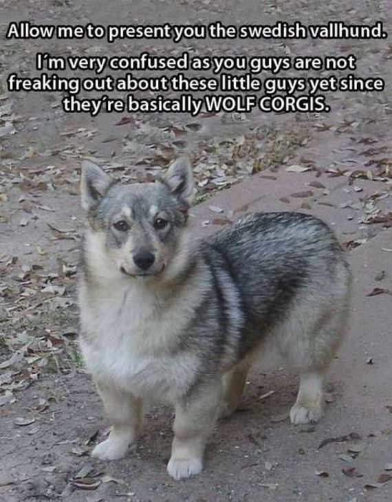 funny-pictures-1104