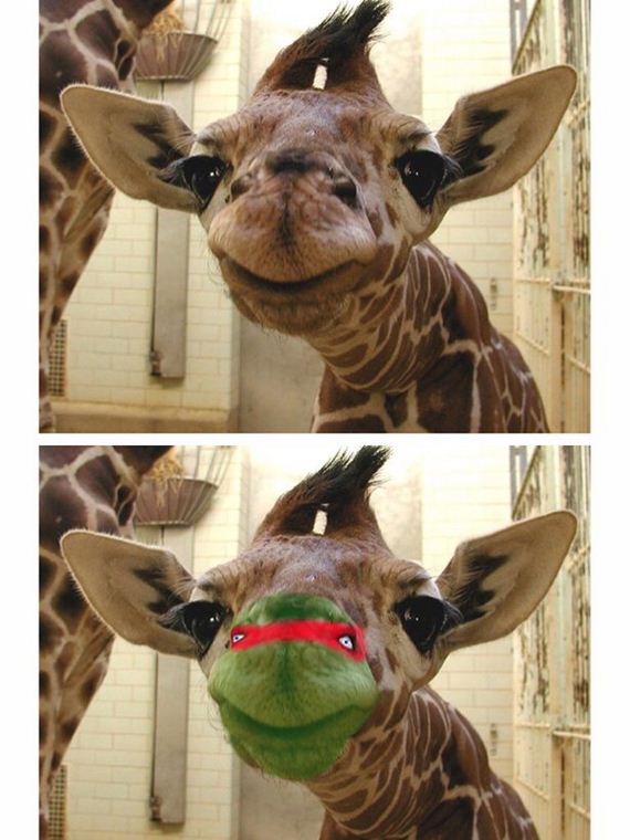 funny-pictures-1107