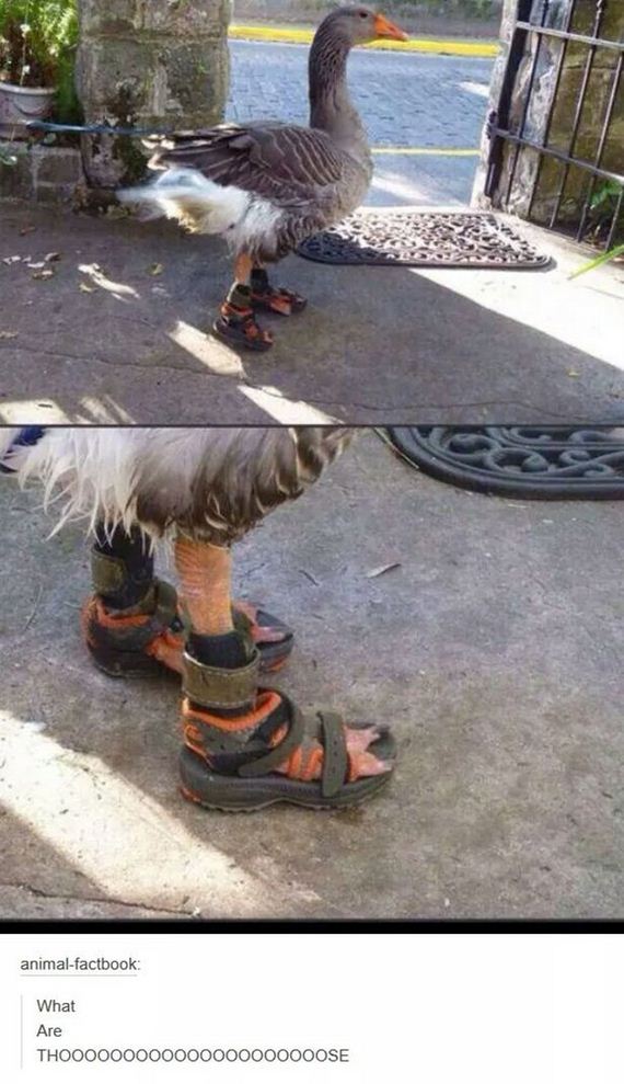 funny-pictures-1107