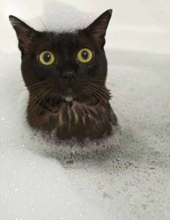 funny-pictures-1108