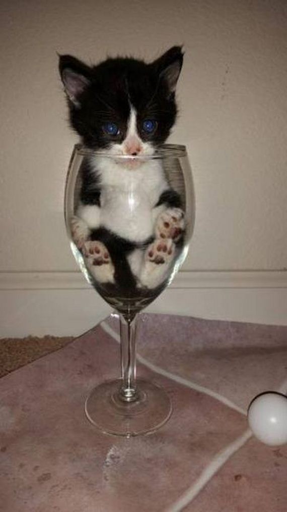 funny-pictures-1108