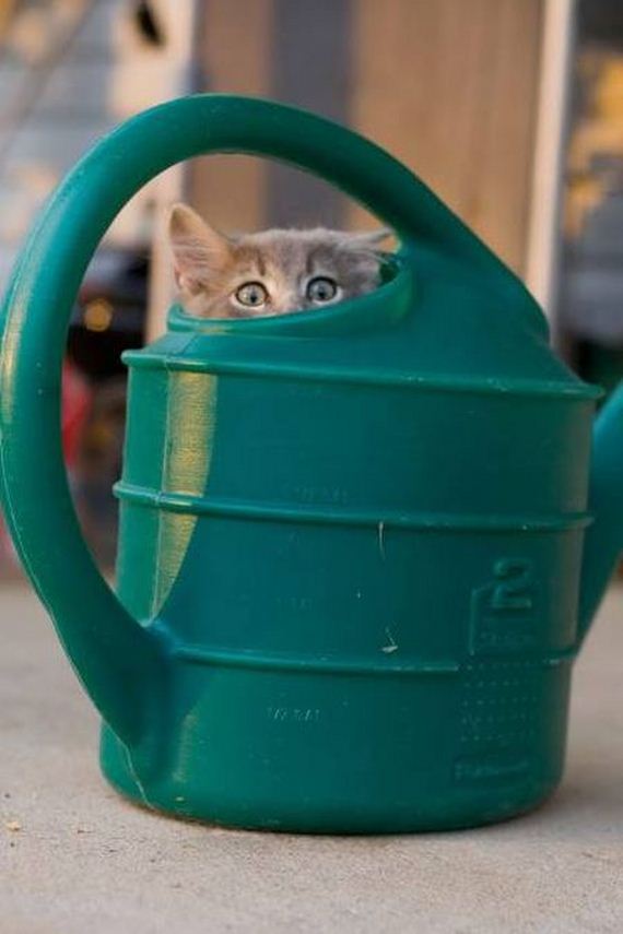 funny-pictures-1108
