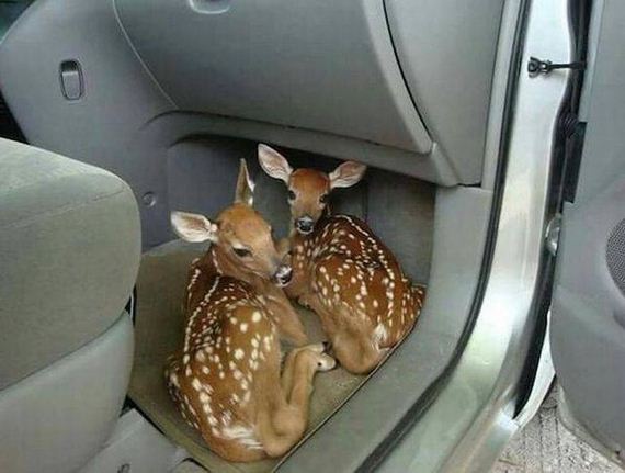funny-pictures-1108