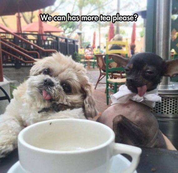 funny-pictures-1109