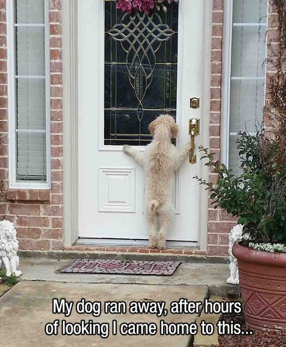 mans_best_friend