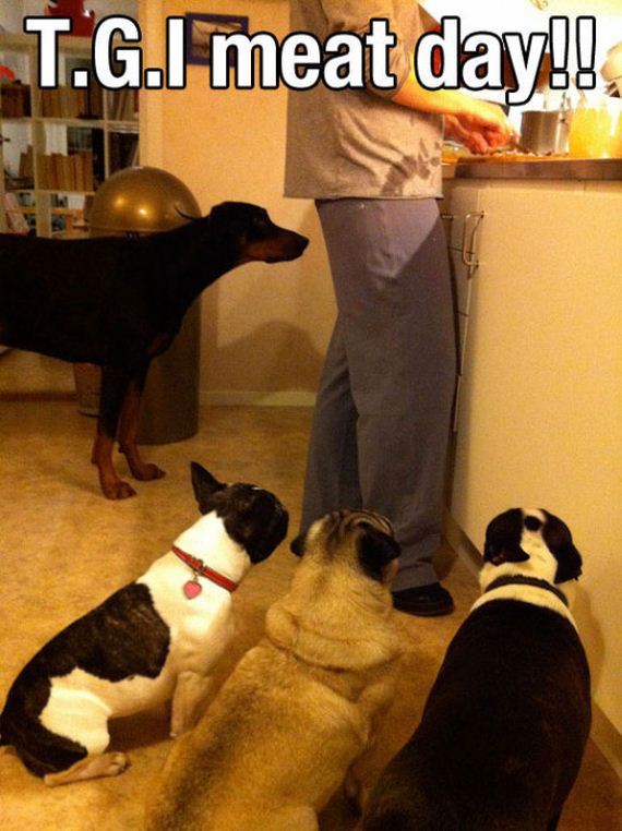 mans_best_friend