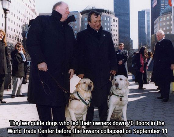 mans_best_friend
