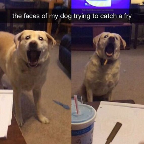 mans_best_friend