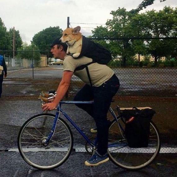 mans_best_friend