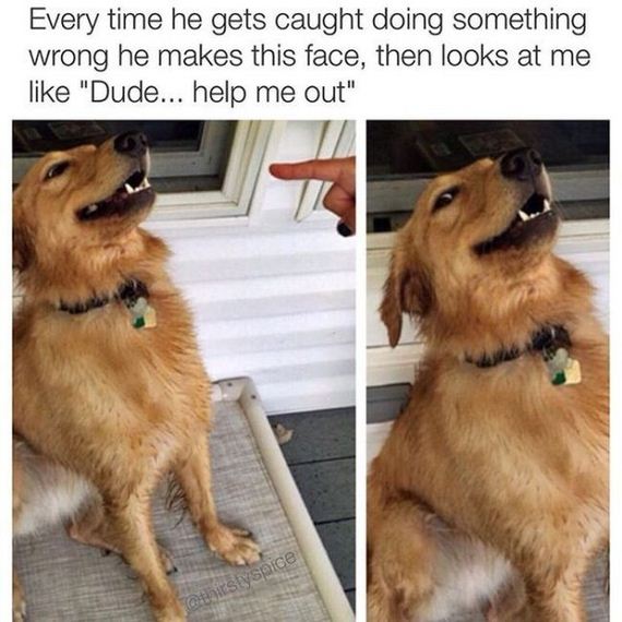 mans_best_friend