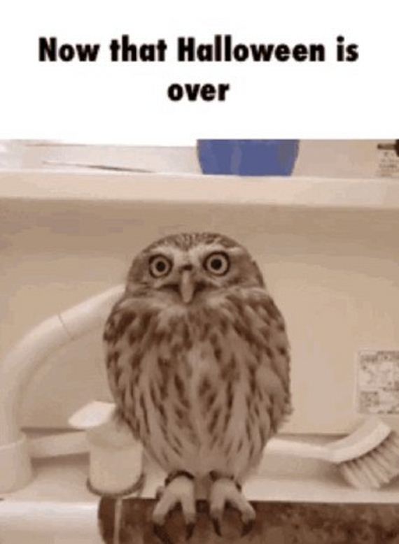 meme-stream