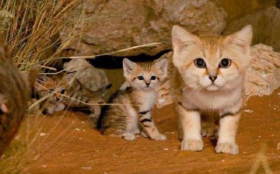 wild_cat