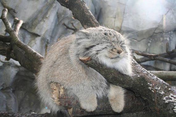 wild_cat