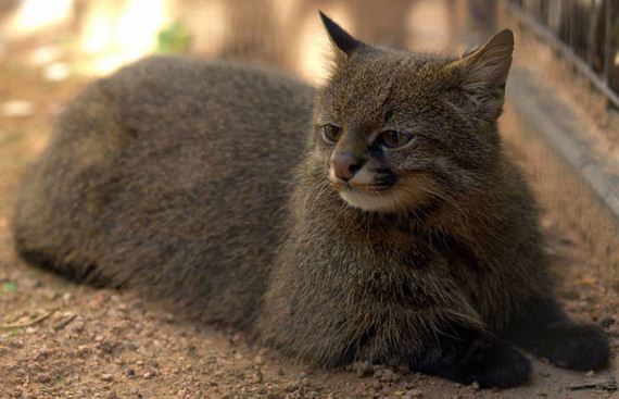 wild_cat
