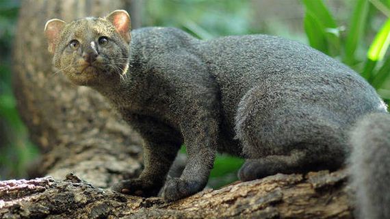 wild_cat