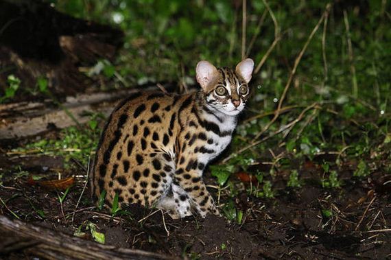 wild_cat