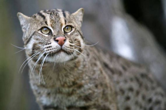 wild_cat