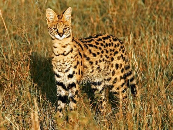 wild_cat