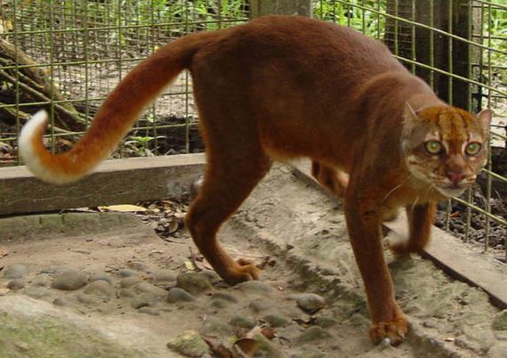 wild_cat