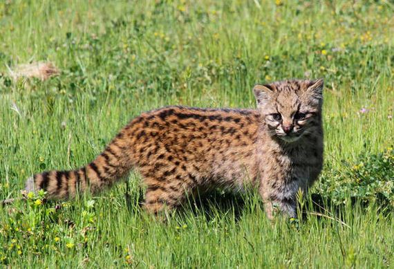 wild_cat
