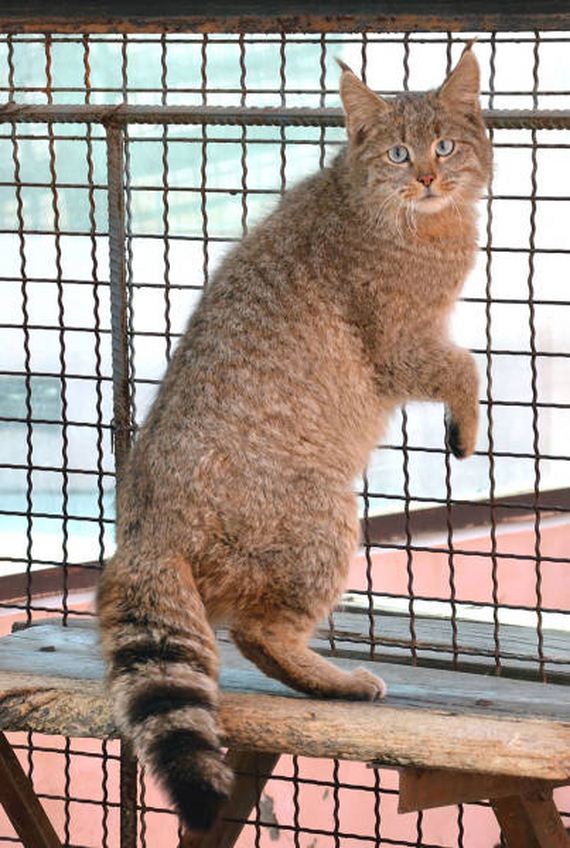 wild_cat