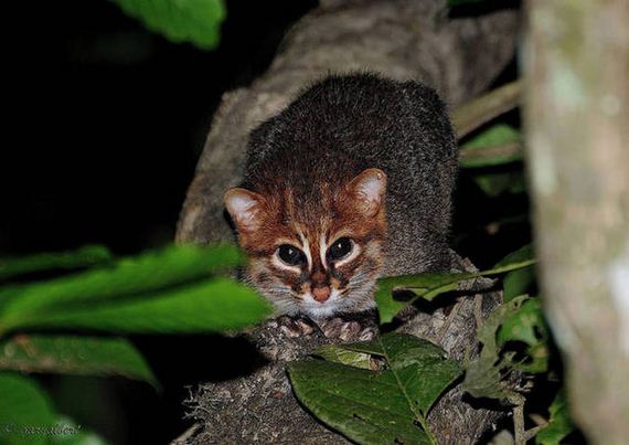 wild_cat