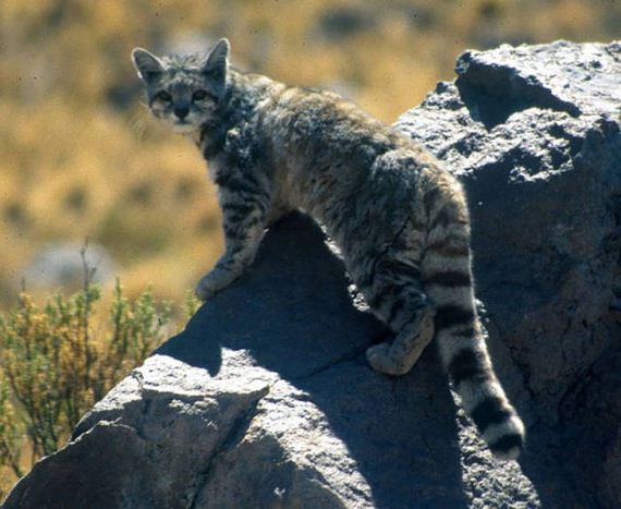 wild_cat