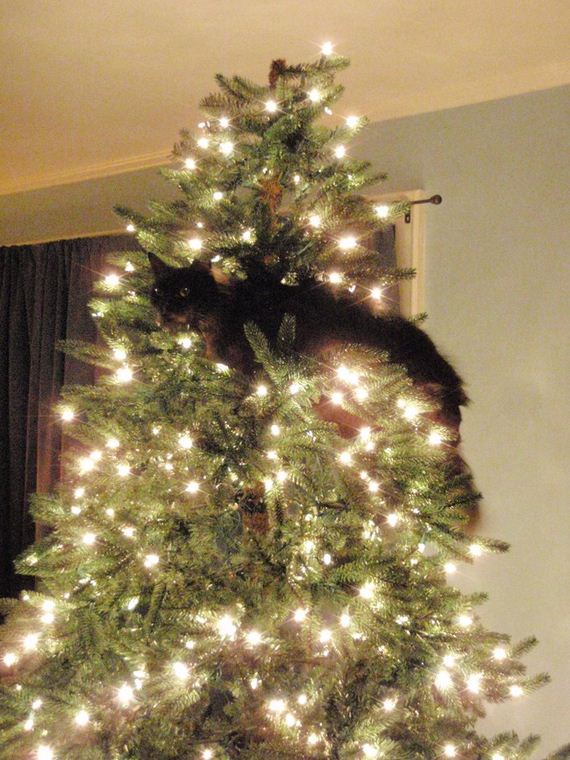 Cats-Christmas